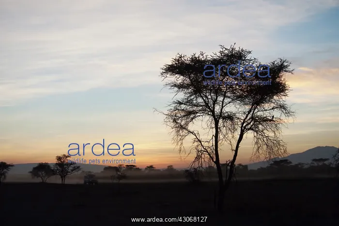 : Safari vehicle driving in the early morning next to tree : Safari vehicle driving in the early morning next to tree