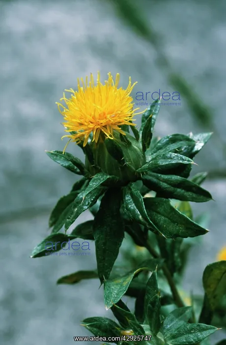  : SAFFLOWER (Carthamus tinctorius)
