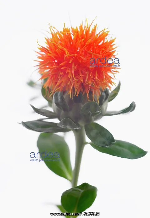 : Safflower, Carthamus tinctorius : Safflower, Carthamus tinctorius