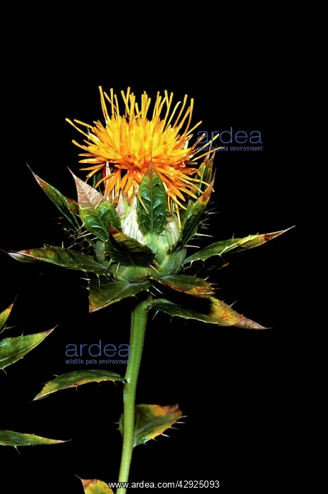 : Safflower - close-up flower : Safflower - close-up flower
