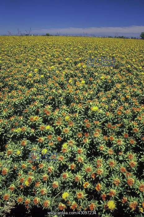 : Safflower Field : Safflower Field