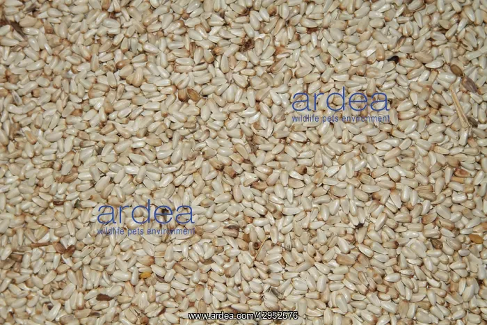  : Safflower seed for bird feeding