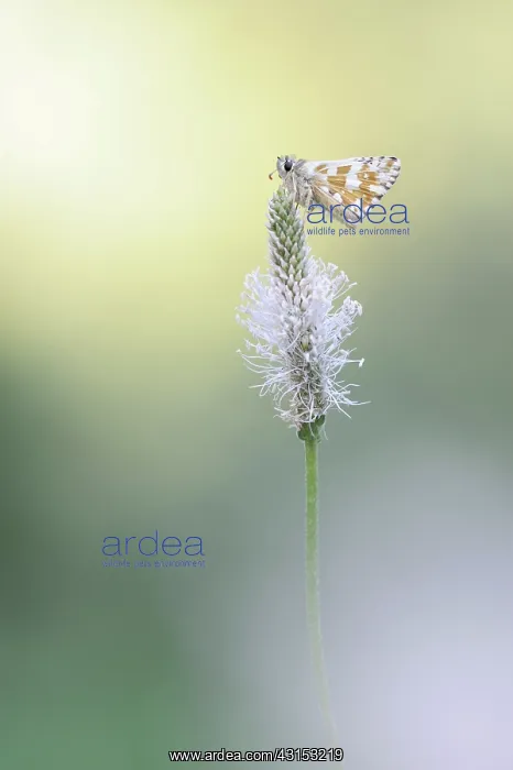 : Safflower skipper : Safflower skipper