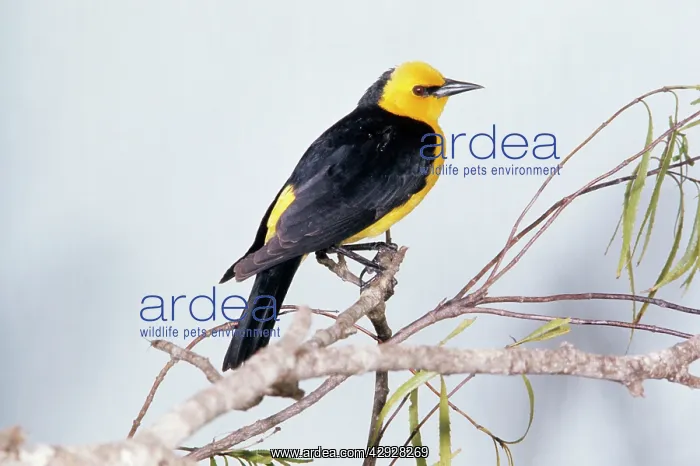 : Saffron-cowled Blackbird : Saffron-cowled Blackbird