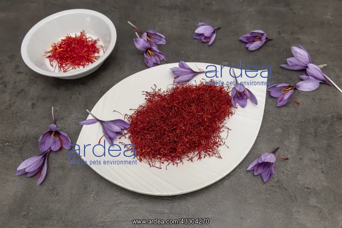 : Saffron (Crocus sativus), spice for cooking : Saffron (Crocus sativus), spice for cooking