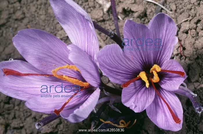 : Saffron Crocus - source of saffron. (Stigmas used) : Saffron Crocus - source of saffron. (Stigmas used)