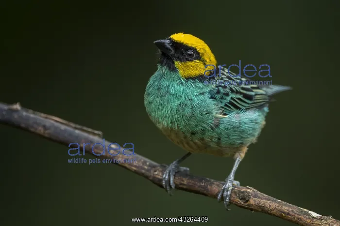 : Saffron-crowned Tanager (Tangara xanthocephala) : Saffron-crowned Tanager (Tangara xanthocephala)