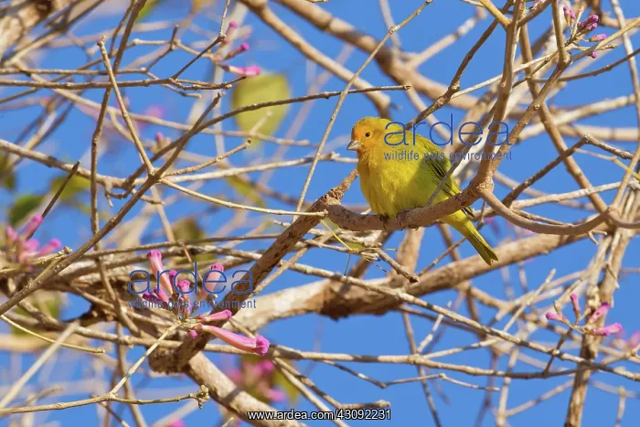 : Saffron Finch : Saffron Finch
