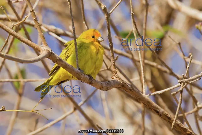 : Saffron Finch : Saffron Finch