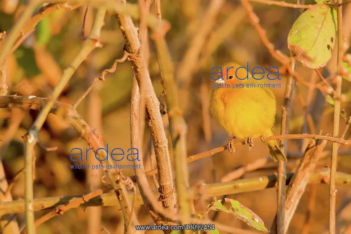 : Saffron Finch : Saffron Finch