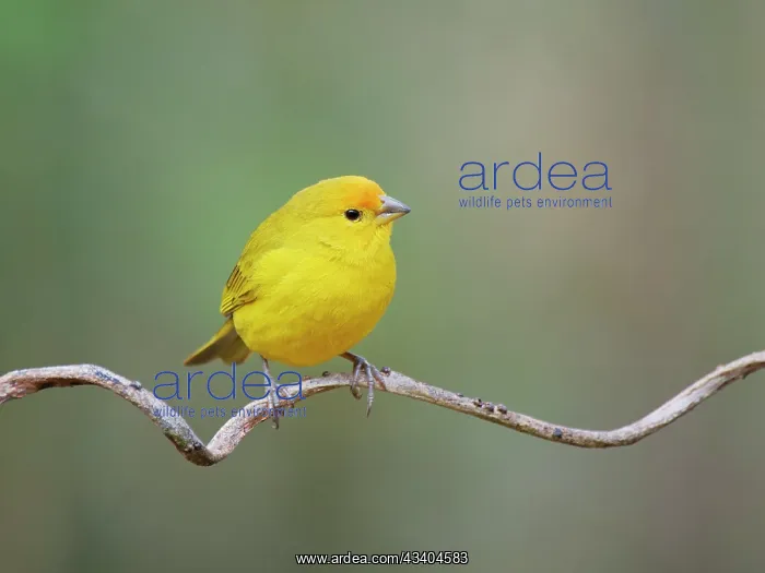 : Saffron Finch Sicalis flaveola Atlantic Forest : Saffron Finch Sicalis flaveola Atlantic Forest