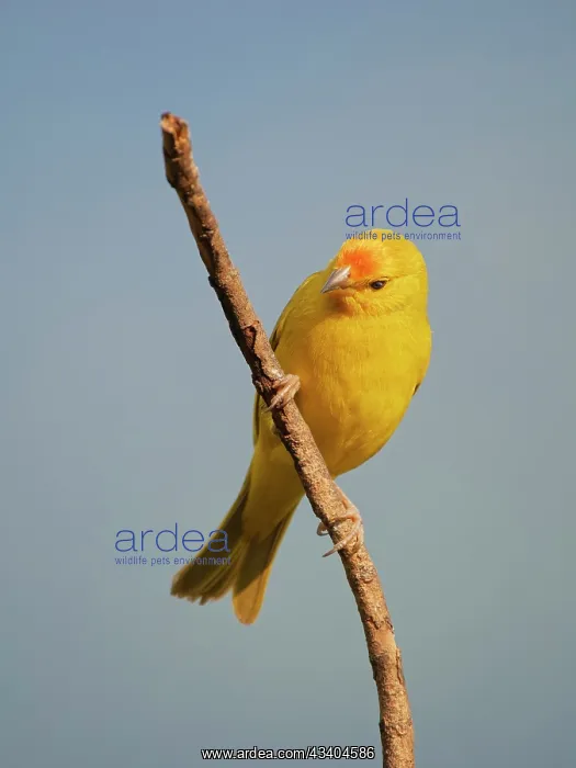 : Saffron Finch (Sicalis flaveola) Atlantic Forest : Saffron Finch (Sicalis flaveola) Atlantic Forest