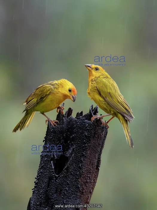: Saffron finch (Sicalis flaveola), pair, Colombia : Saffron finch (Sicalis flaveola), pair, Colombia