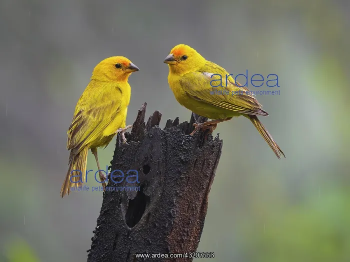 : Saffron finch (Sicalis flaveola), pair, Colombia : Saffron finch (Sicalis flaveola), pair, Colombia