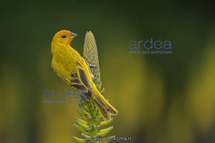 : Saffron Finch (Sicalis flaveola) Valle del Cauca, Colombia : Saffron Finch (Sicalis flaveola) Valle del Cauca, Colombia