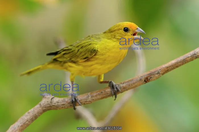: Saffron Finch, singing, Pantanal Wetlands, Mato : Saffron Finch, singing, Pantanal Wetlands, Mato