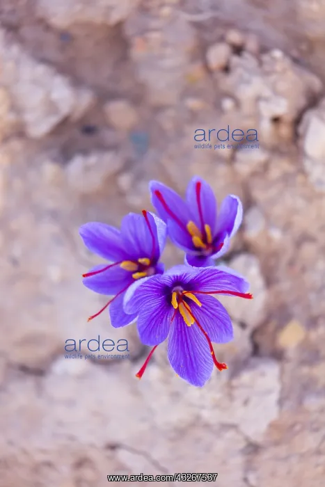 : Saffron of Les Garrigues, Valle del Set, Cervia : Saffron of Les Garrigues, Valle del Set, Cervia