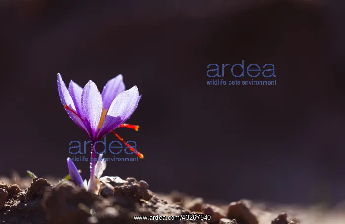 : Saffron of Les Garrigues, Valle del Set, Cervia : Saffron of Les Garrigues, Valle del Set, Cervia