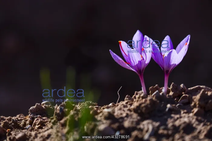 : Saffron of Les Garrigues, Valle del Set, Cervia : Saffron of Les Garrigues, Valle del Set, Cervia