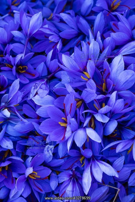 : Saffron of Les Garrigues, Valle del Set, Cervia : Saffron of Les Garrigues, Valle del Set, Cervia