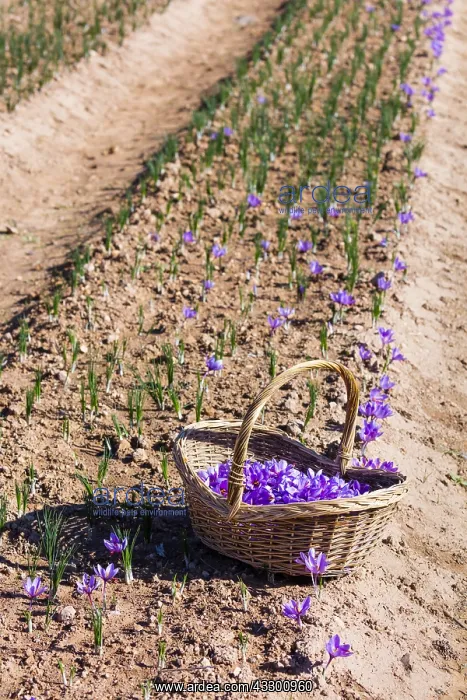 : Saffron of Les Garrigues, Valle del Set, Cervia : Saffron of Les Garrigues, Valle del Set, Cervia