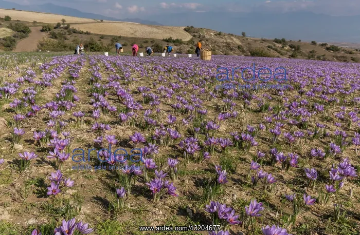 : Saffron production in the harvest season : Saffron production in the harvest season