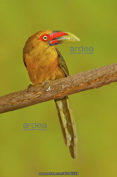 : Saffron Toucanet : Saffron Toucanet