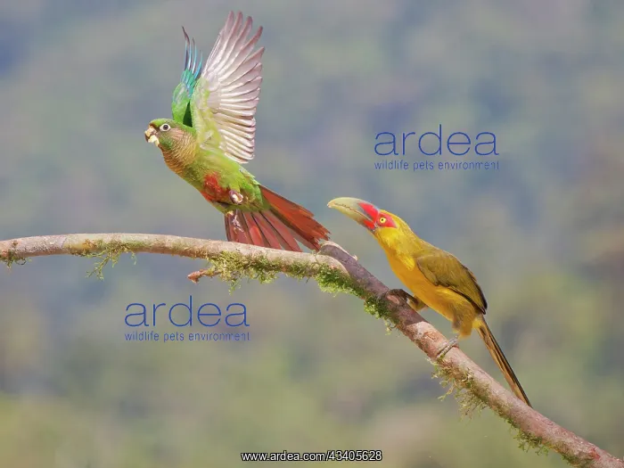 : Saffron Toucanet chasing off Maroon Bellied Parakeet : Saffron Toucanet chasing off Maroon Bellied Parakeet