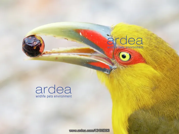 : Saffron Toucanet eating palm fruit Pteroglossus : Saffron Toucanet eating palm fruit Pteroglossus