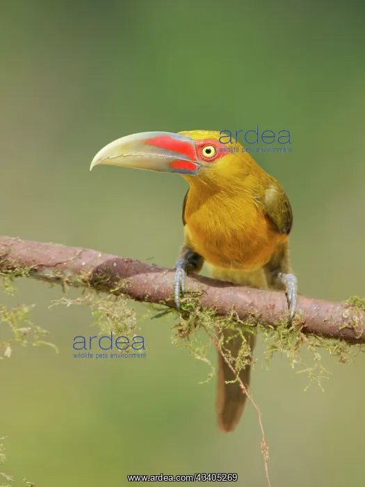: Saffron Toucanet Pteroglossus bailloni Atlantic : Saffron Toucanet Pteroglossus bailloni Atlantic