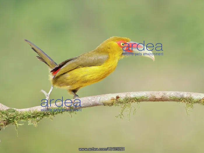 : Saffron Toucanet Pteroglossus bailloni Atlantic : Saffron Toucanet Pteroglossus bailloni Atlantic