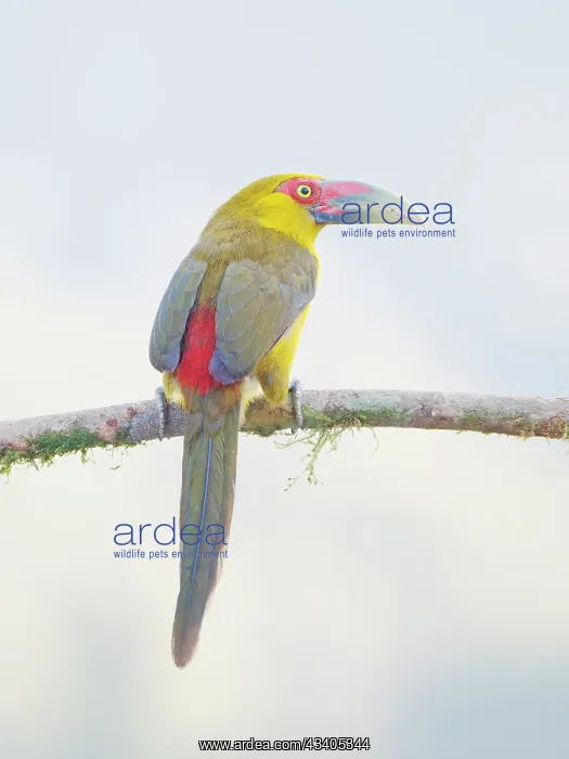  : Saffron Toucanet Pteroglossus bailloni Atlantic