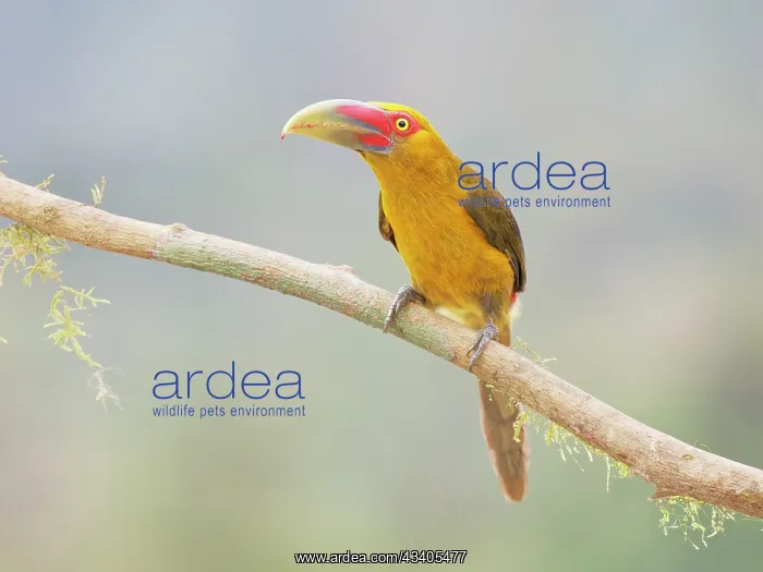 : Saffron Toucanet Pteroglossus bailloni Atlantic : Saffron Toucanet Pteroglossus bailloni Atlantic