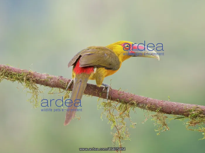 : Saffron Toucanet Pteroglossus bailloni Atlantic : Saffron Toucanet Pteroglossus bailloni Atlantic