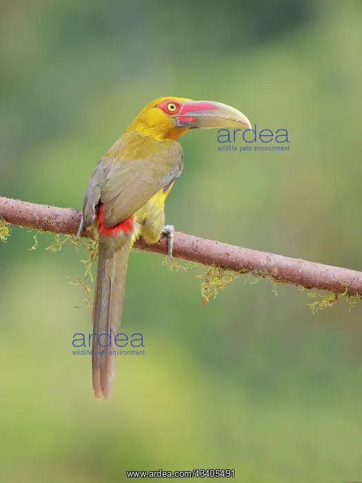 : Saffron Toucanet Pteroglossus bailloni Atlantic : Saffron Toucanet Pteroglossus bailloni Atlantic