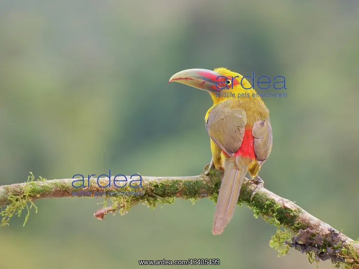 : Saffron Toucanet Pteroglossus bailloni Atlantic : Saffron Toucanet Pteroglossus bailloni Atlantic