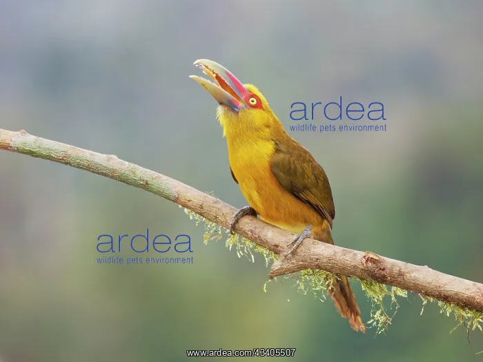 : Saffron Toucanet Pteroglossus bailloni Atlantic : Saffron Toucanet Pteroglossus bailloni Atlantic