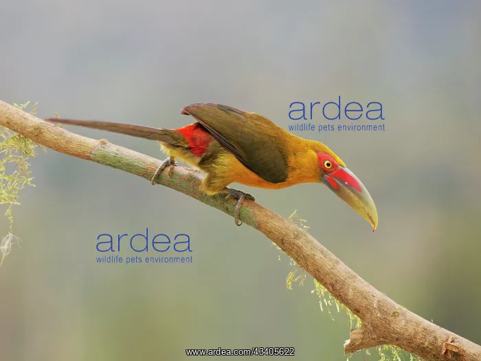  : Saffron Toucanet Pteroglossus bailloni Atlantic
