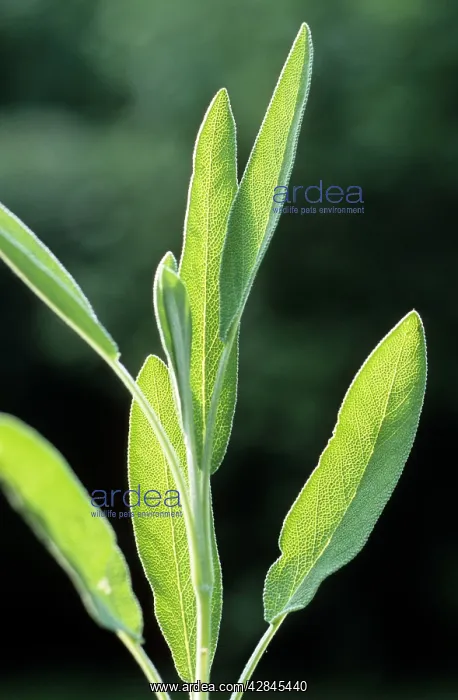  : Sage