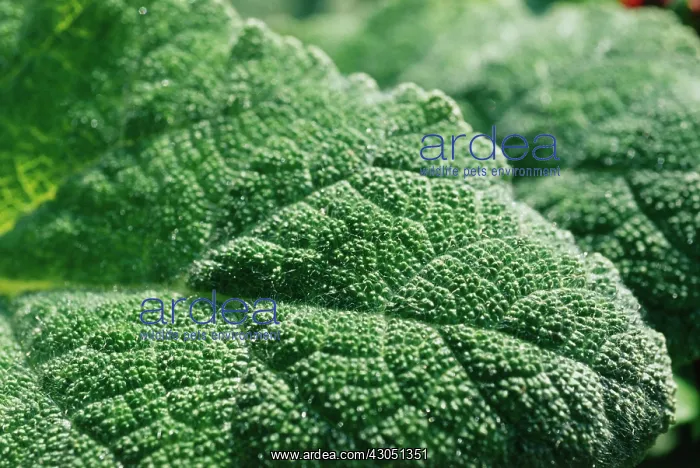 : Sage, Clary sage, Salvia sclarea : Sage, Clary sage, Salvia sclarea