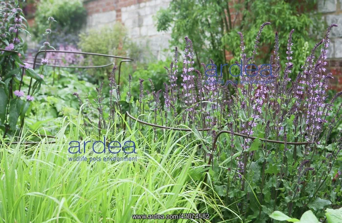  : Sage, Clary sage, Salvia sclarea