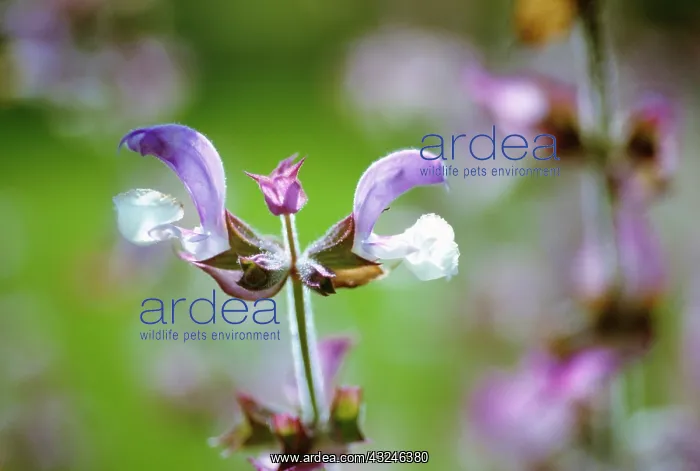 : Sage, Clary sage, Salvia sclarea var turkestanica : Sage, Clary sage, Salvia sclarea var turkestanica
