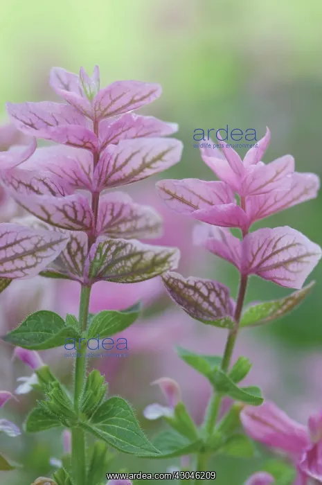 : Sage, Clary sage, Salvia viridis Pink Sunday : Sage, Clary sage, Salvia viridis Pink Sunday