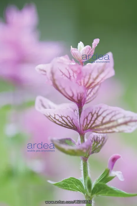 : Sage, Clary sage, Salvia viridis Pink Sunday : Sage, Clary sage, Salvia viridis Pink Sunday