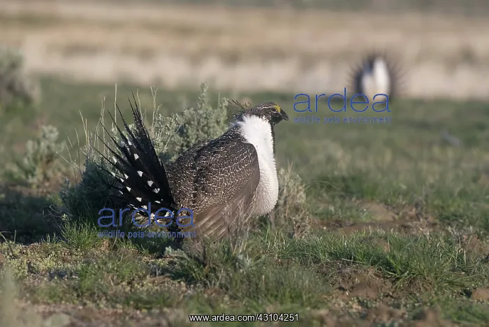 : Sage Grouse : Sage Grouse