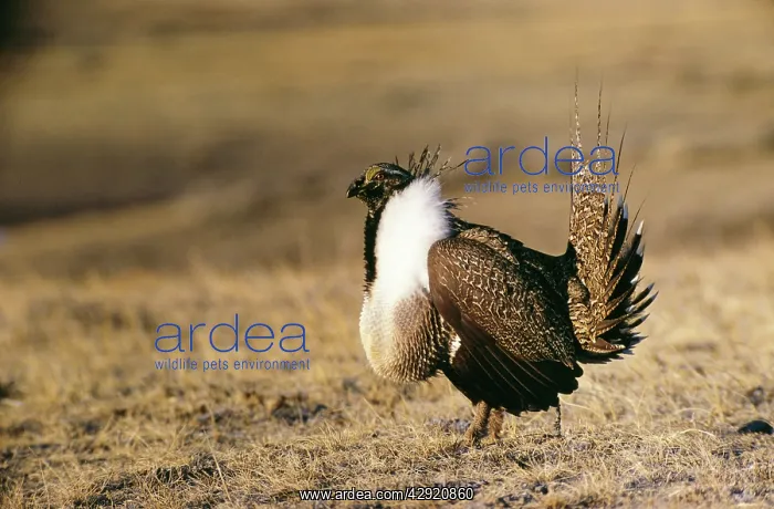 : SAGE GROUSE - cock : SAGE GROUSE - cock