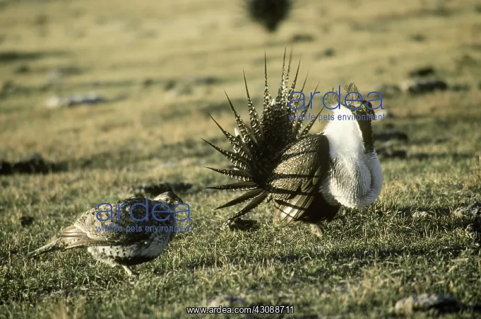 : Sage Grouse hen approaching male : Sage Grouse hen approaching male