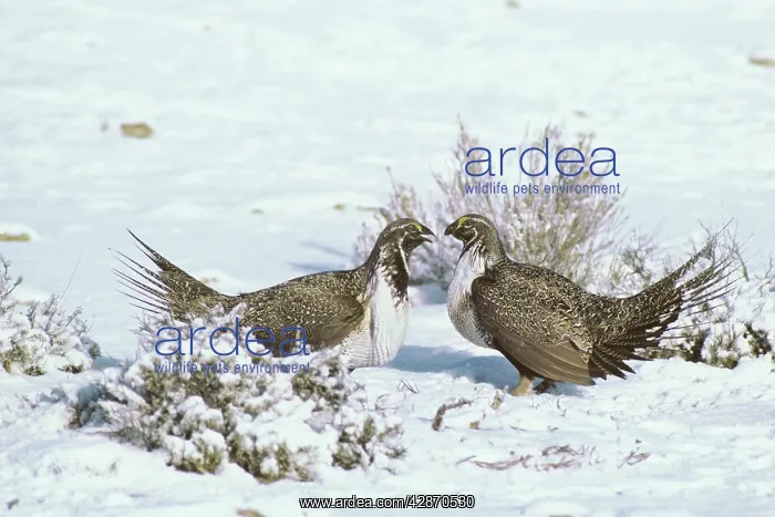 : Sage Grouse - two male confront one another over : Sage Grouse - two male confront one another over