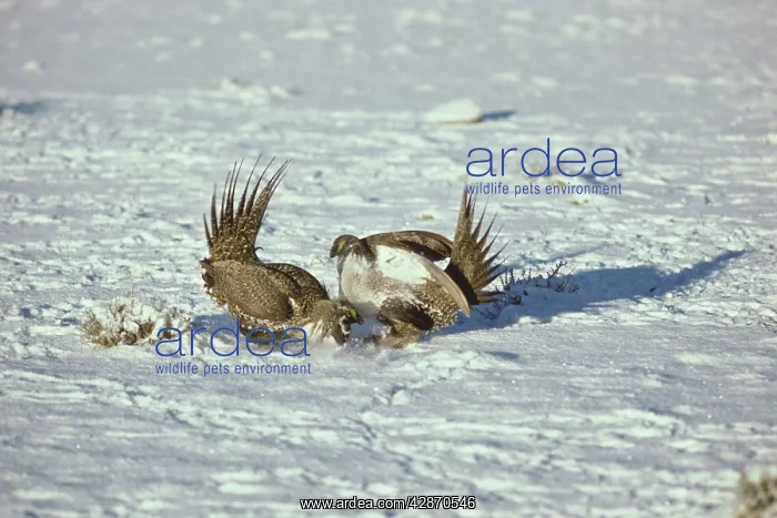 : Sage Grouse - two male fight over territory on : Sage Grouse - two male fight over territory on