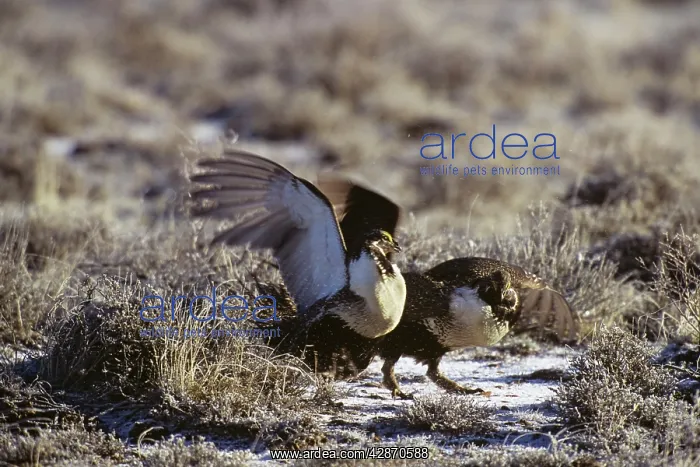 : Sage grouse - two male slap wings (fight) over : Sage grouse - two male slap wings (fight) over